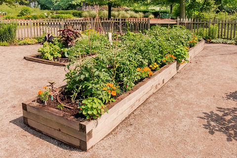 Vegetable Garden_edited.jpg