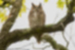 Listen to the owls hooting every night