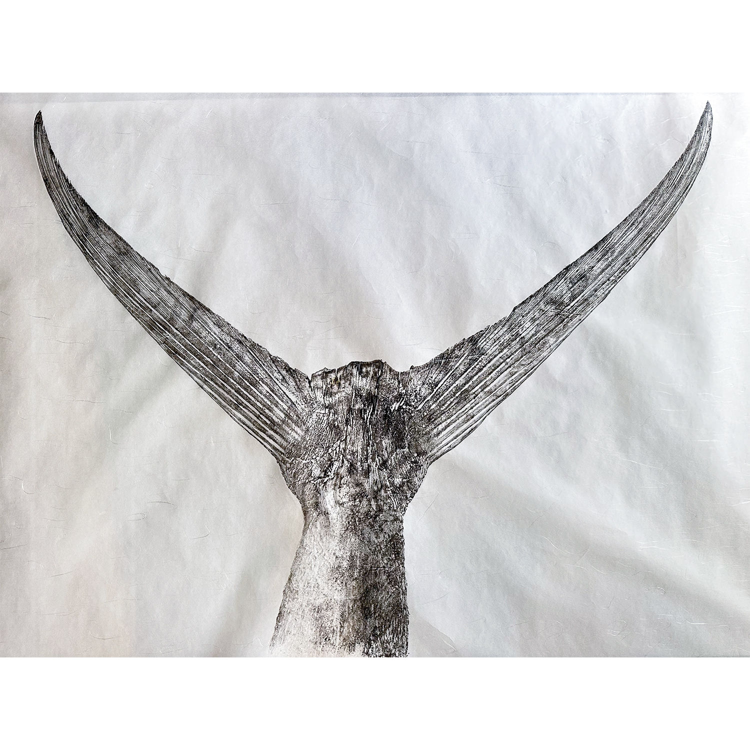 Brianʻs Marlin Tail