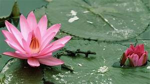 Lotus pose Padmasana mythology