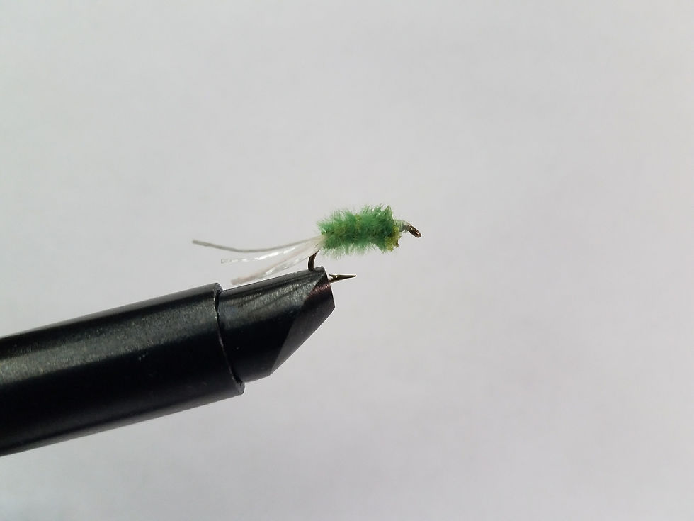 Thumbnail: Maggot Fly
