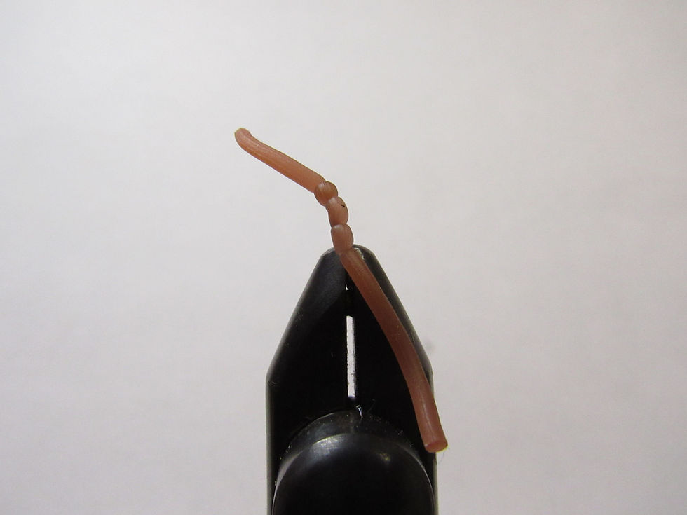Thumbnail: Sqworm - Size 12