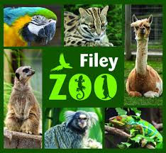 A colourful promotional graphic for Filey Zoo near Bungalow Farm in Buckton, featuring a macaw, ocelot, alpaca, meerkat, marmoset and chameleon around a central Filey Zoo logo.