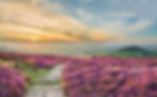 A scenic section of the Cleveland Way near Bungalow Farm in Buckton, showing a stone path winding through purple heather towards a sunset over the Yorkshire countryside.