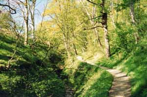 A woodland trail at Danes Dyke near Bungalow Farm in Buckton, with a narrow path winding through dense green trees and dappled sunlight filtering through the canopy.