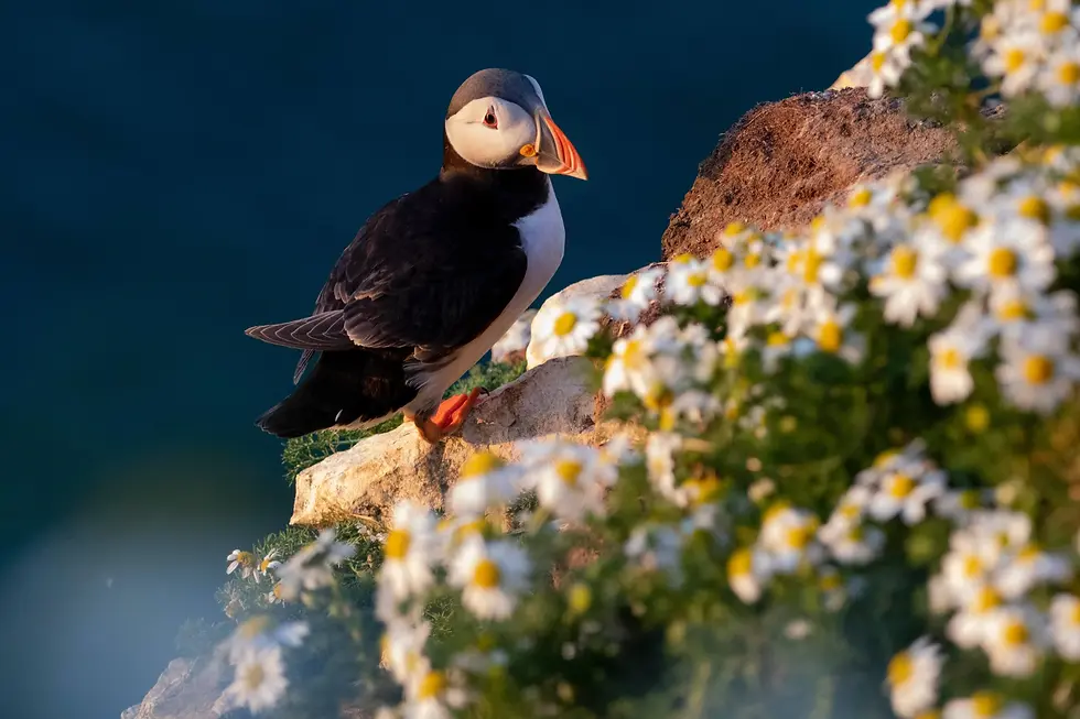 A puffin perched on a flower‑covered cliff at RSPB Bempton near Bungalow Farm in Buckton, overlooking the deep blue sea on the Yorkshire coast.