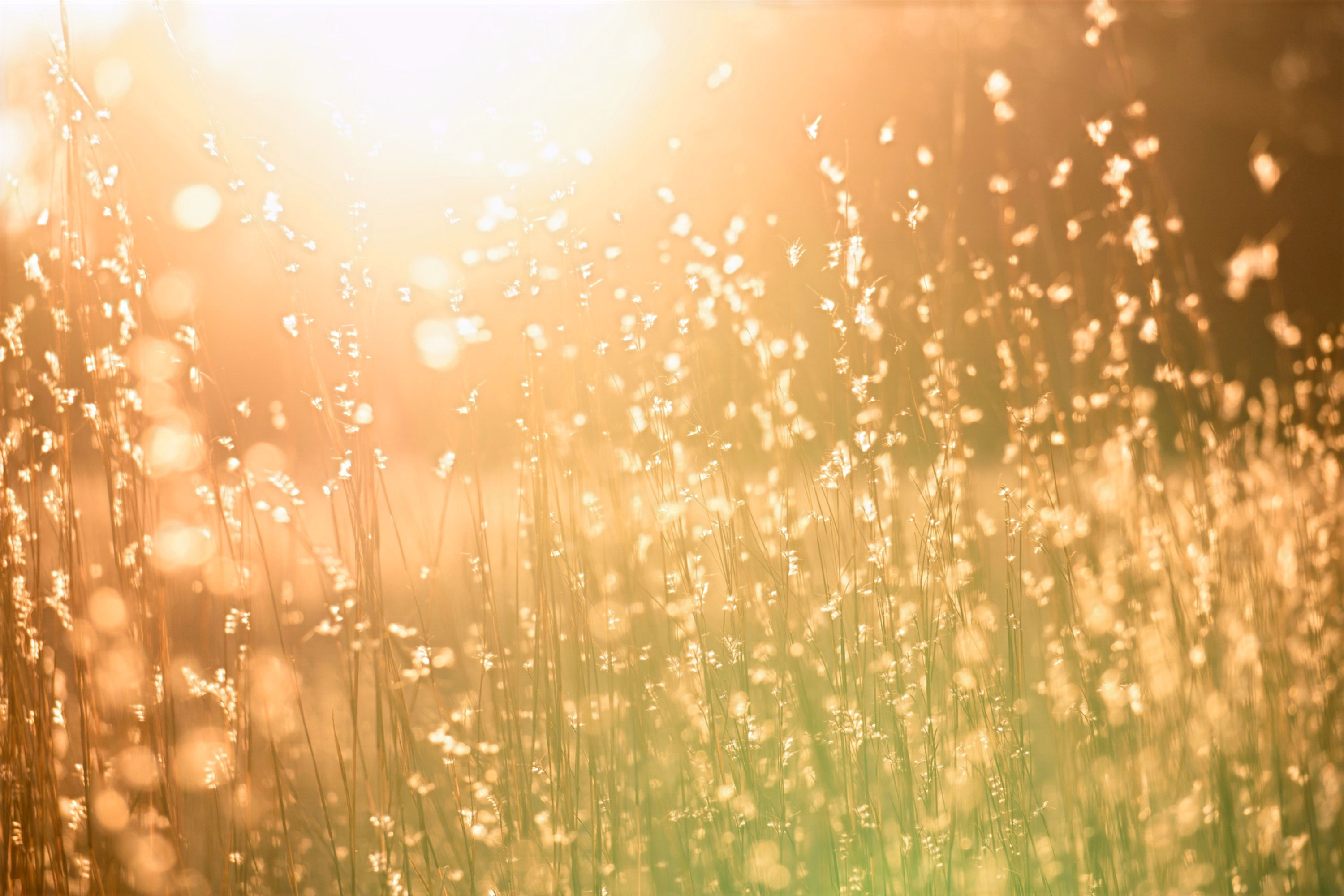 Sunshine Organic Positivity Blend Tea 1 tea bag 