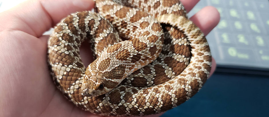 Snake are Definitely Happening Faster