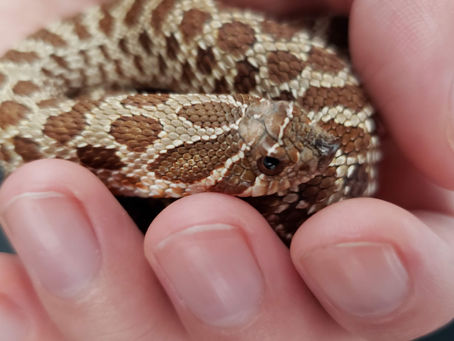 Ssssnakes are Happening!