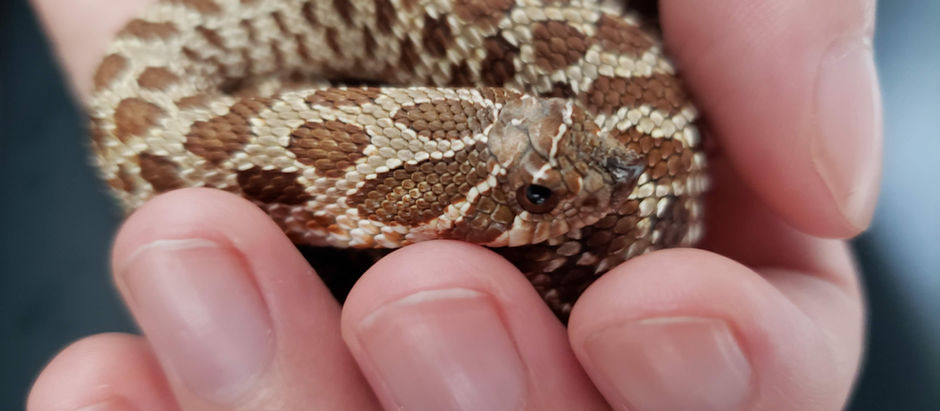 Ssssnakes are Happening!