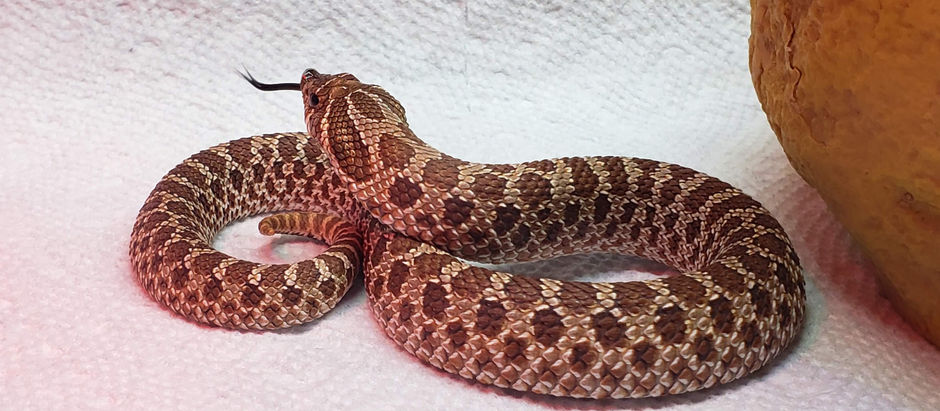 Snake Spotlight: Madam Peppercake