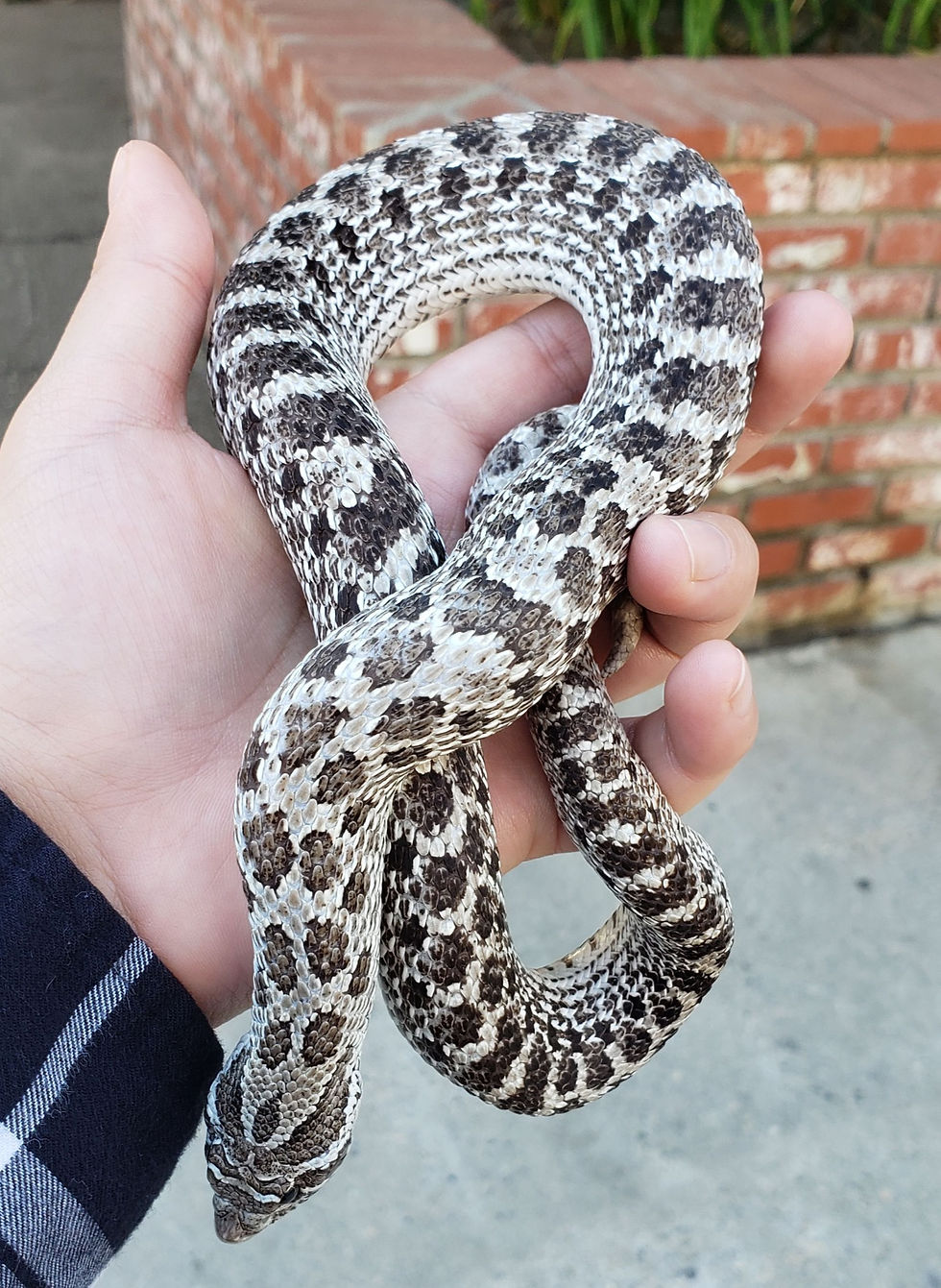 male plains western hognose het albino snow snake