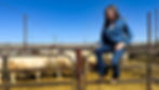 Woman in denim sits on a pen fence, overlooking white cattle. Clear blue sky and open fields in the background. Calm and serene mood.