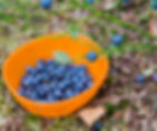 Orange bowl filled with blueberries on the forest floor, with green branches and more blueberries in the background. Natural setting.
