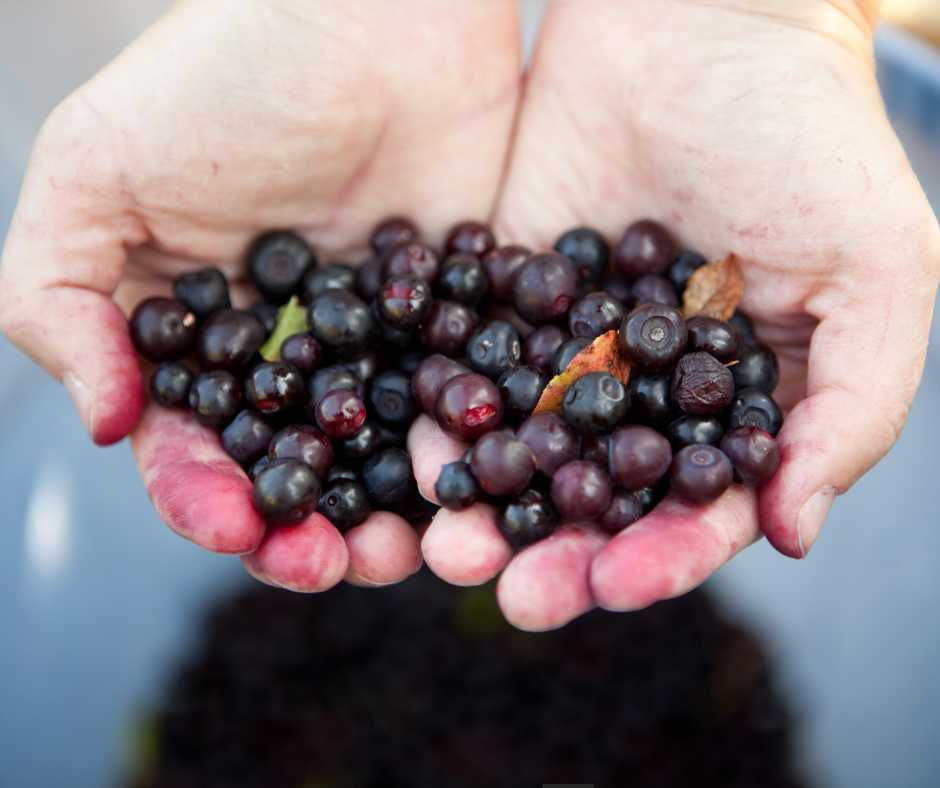 Hands holding dark berries, with berry-stained fingers. A blurred, neutral background adds focus to the vibrant fruit.