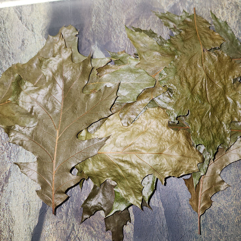 Feuilles de chêne entières séchées 1oz