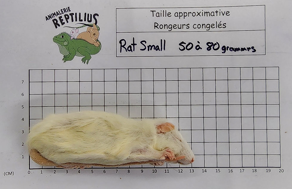Miniature : Rat congelé (nourriture reptiles) small