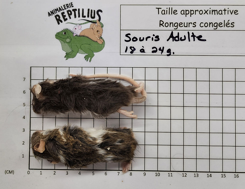 Miniature : Souris congelée