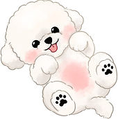 bichon puppy 2.jpg