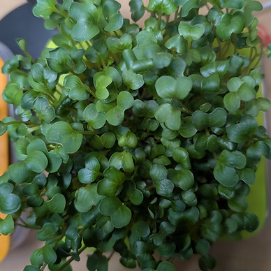 WhatsApp Image 2025-12-16 at 11.23.17 AM.jpeg