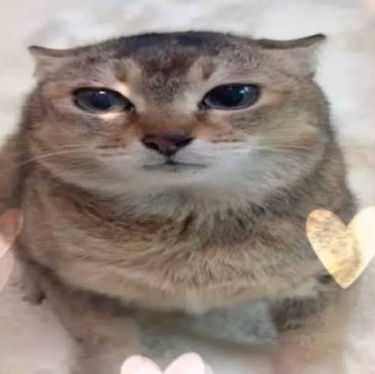 If Cats Disappeared From The World
