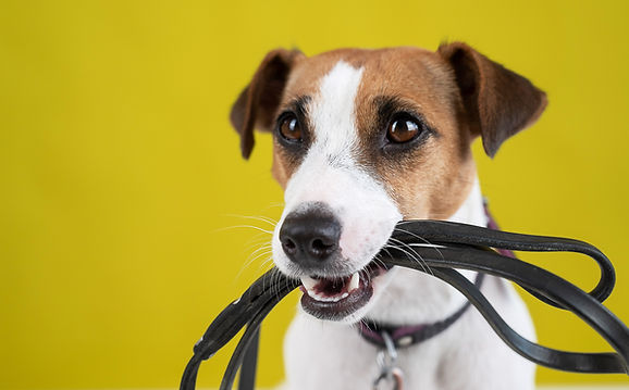 Dog walking training