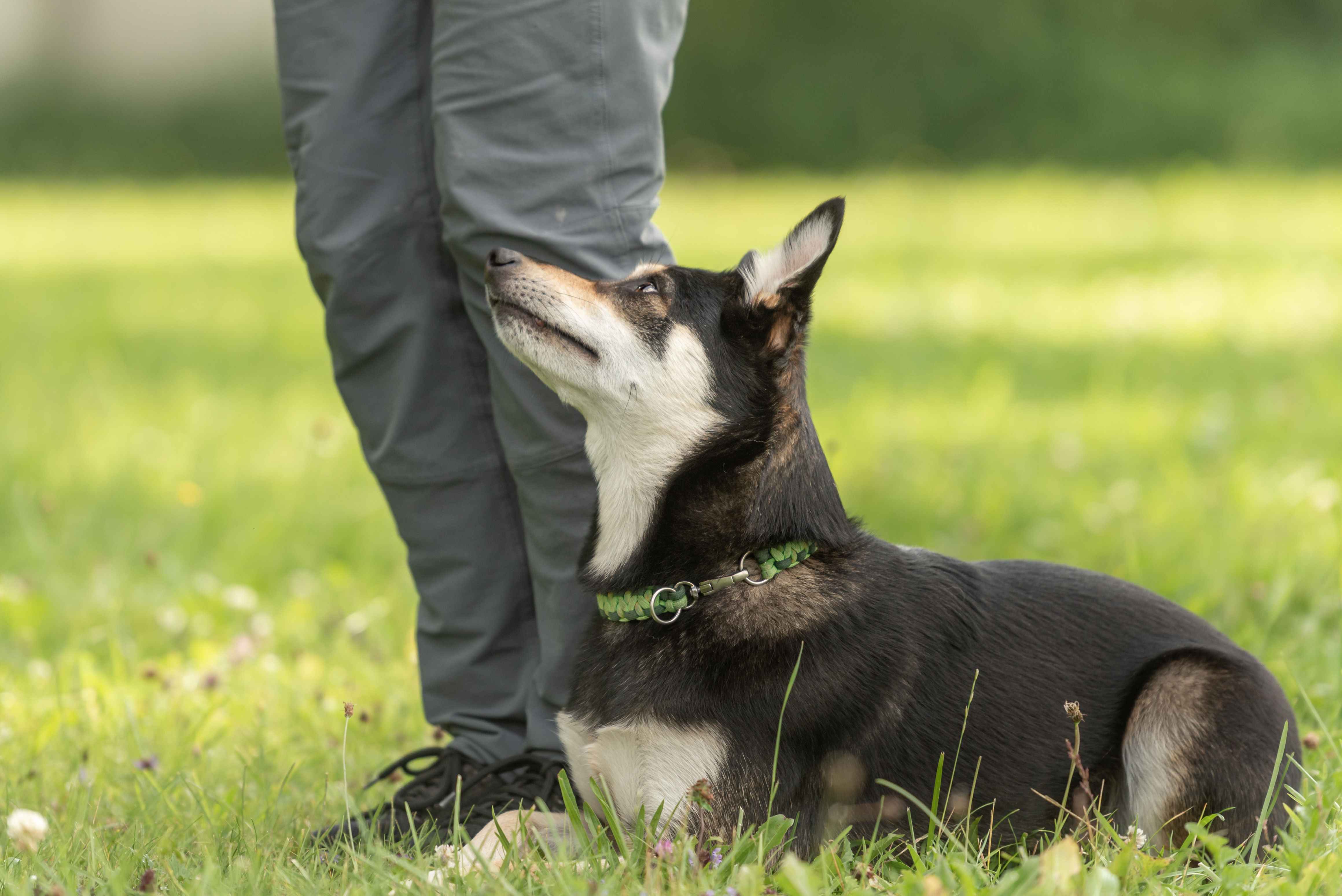 Dog Training Packages