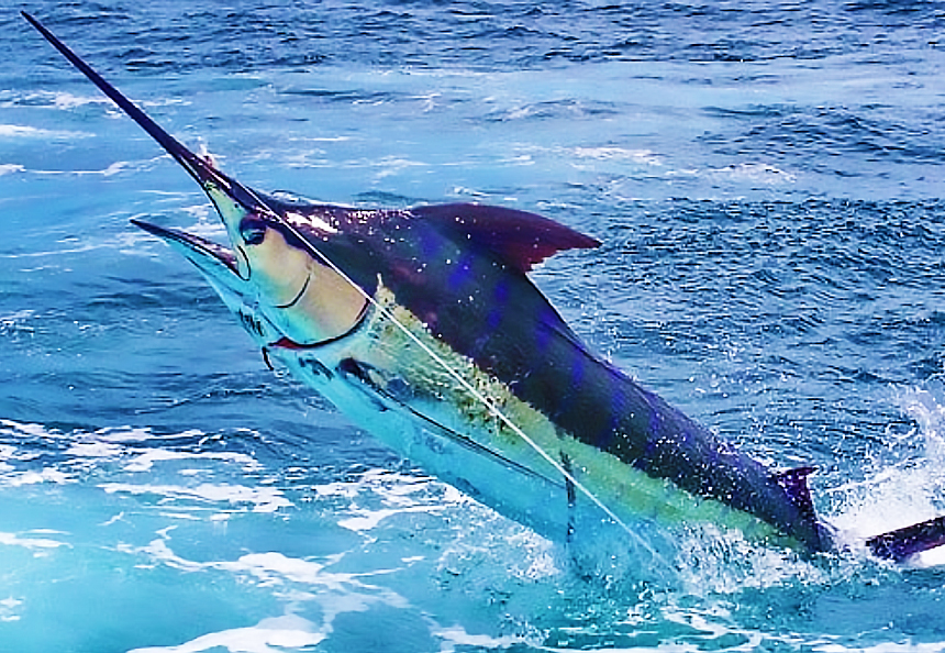 Torneio de Pesca Oceânica (Santa Cruz Cabrália)