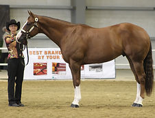 AQHA Halter-138.jpg