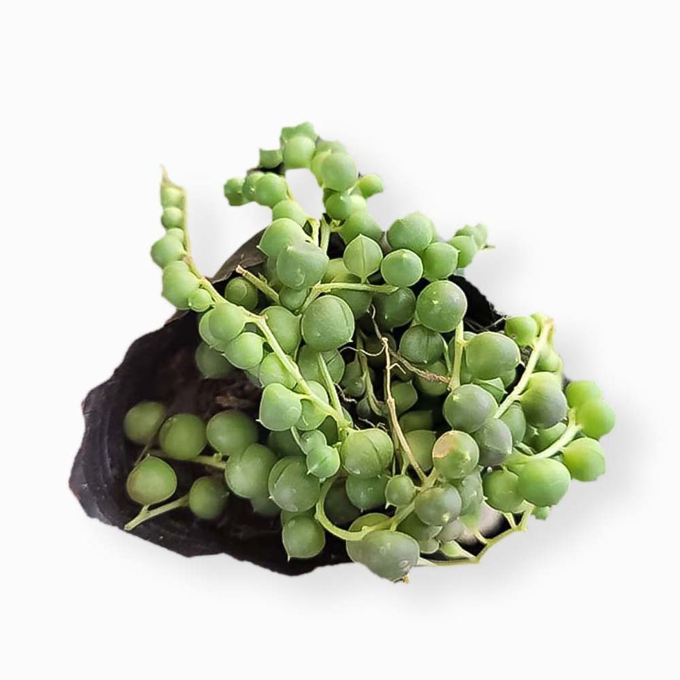 Hình thu nhỏ: Sen đá chuỗi hạt ngọc bầu giá rẻ