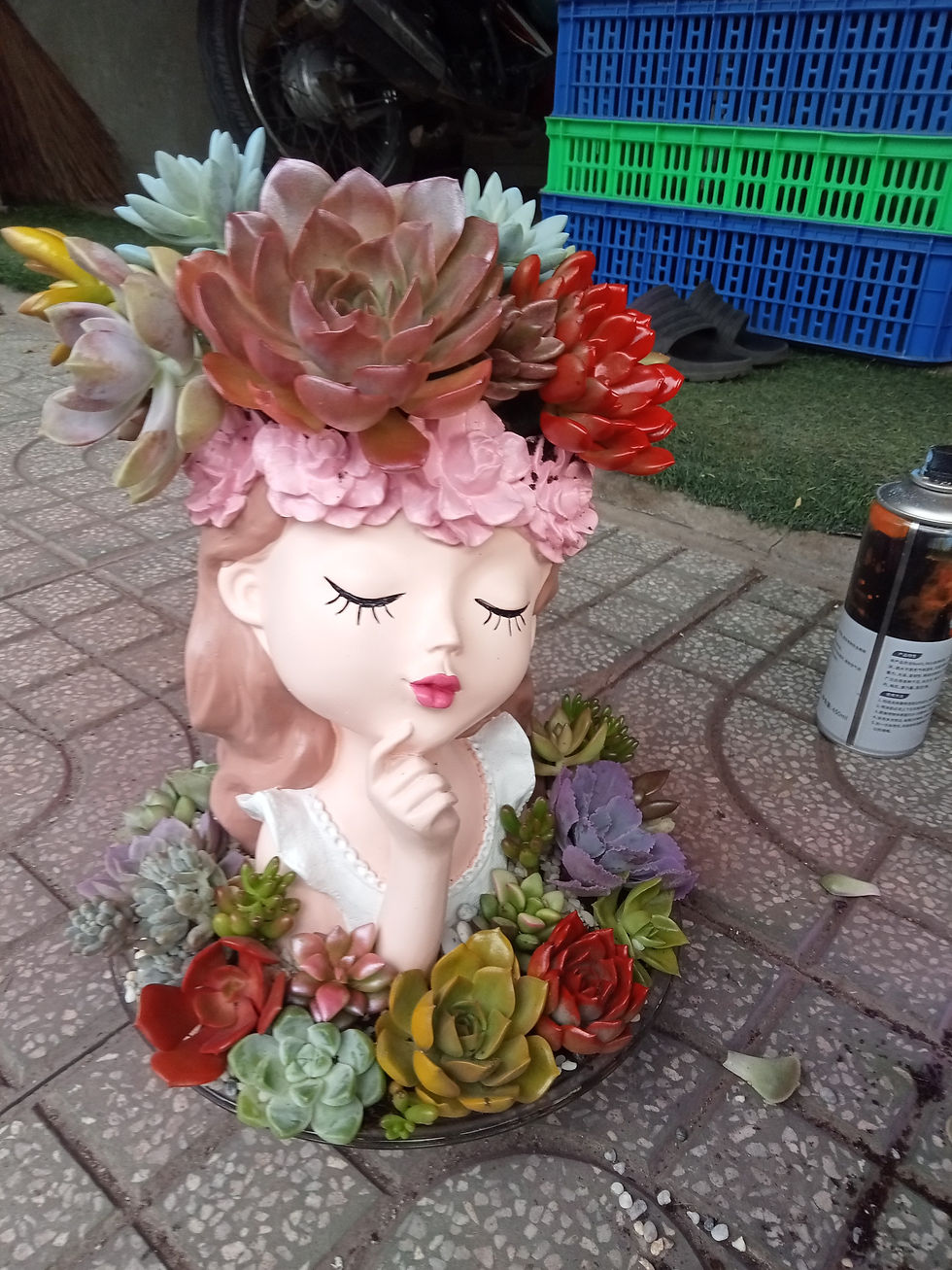 Hình thu nhỏ: Sen đá quà tặng cô gái