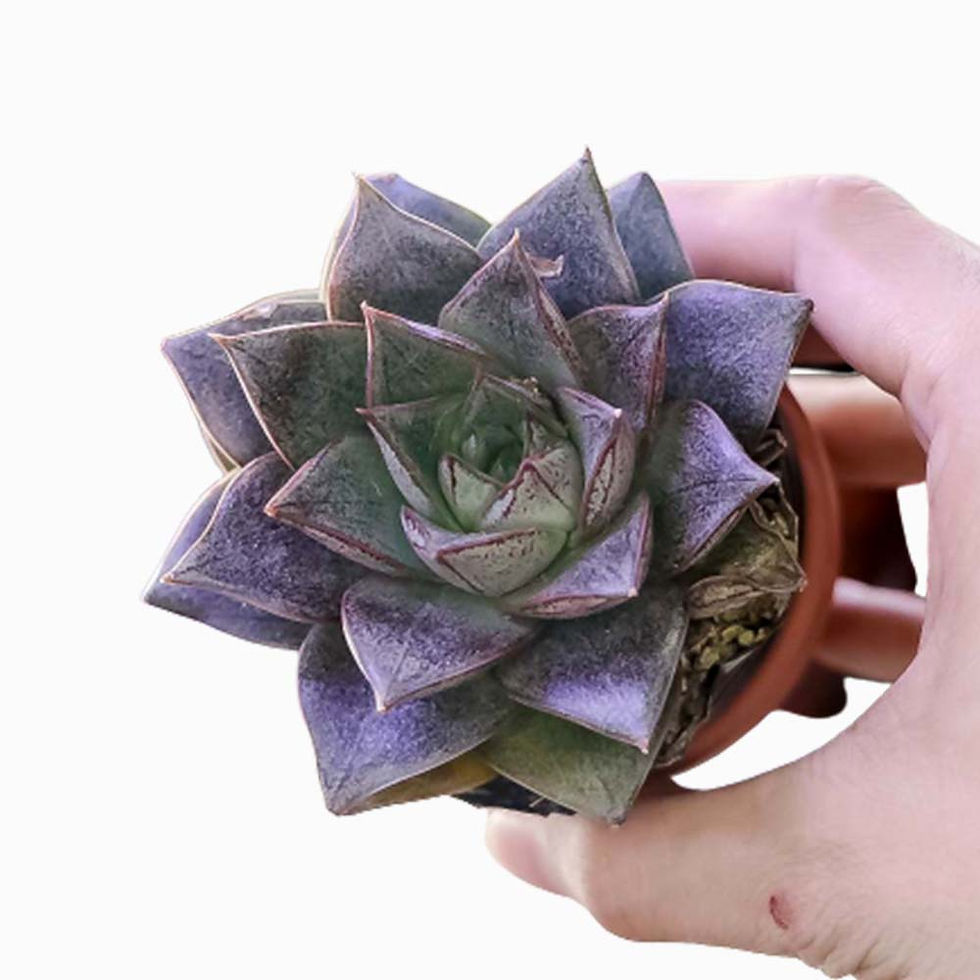 Hình thu nhỏ: Sen đá Hoa Hồng Đem | Sen đá Gò Vấp