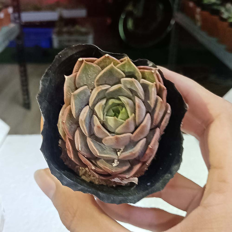 Hình thu nhỏ: Bông  hồng tím  - Sen đá Gò Vấp