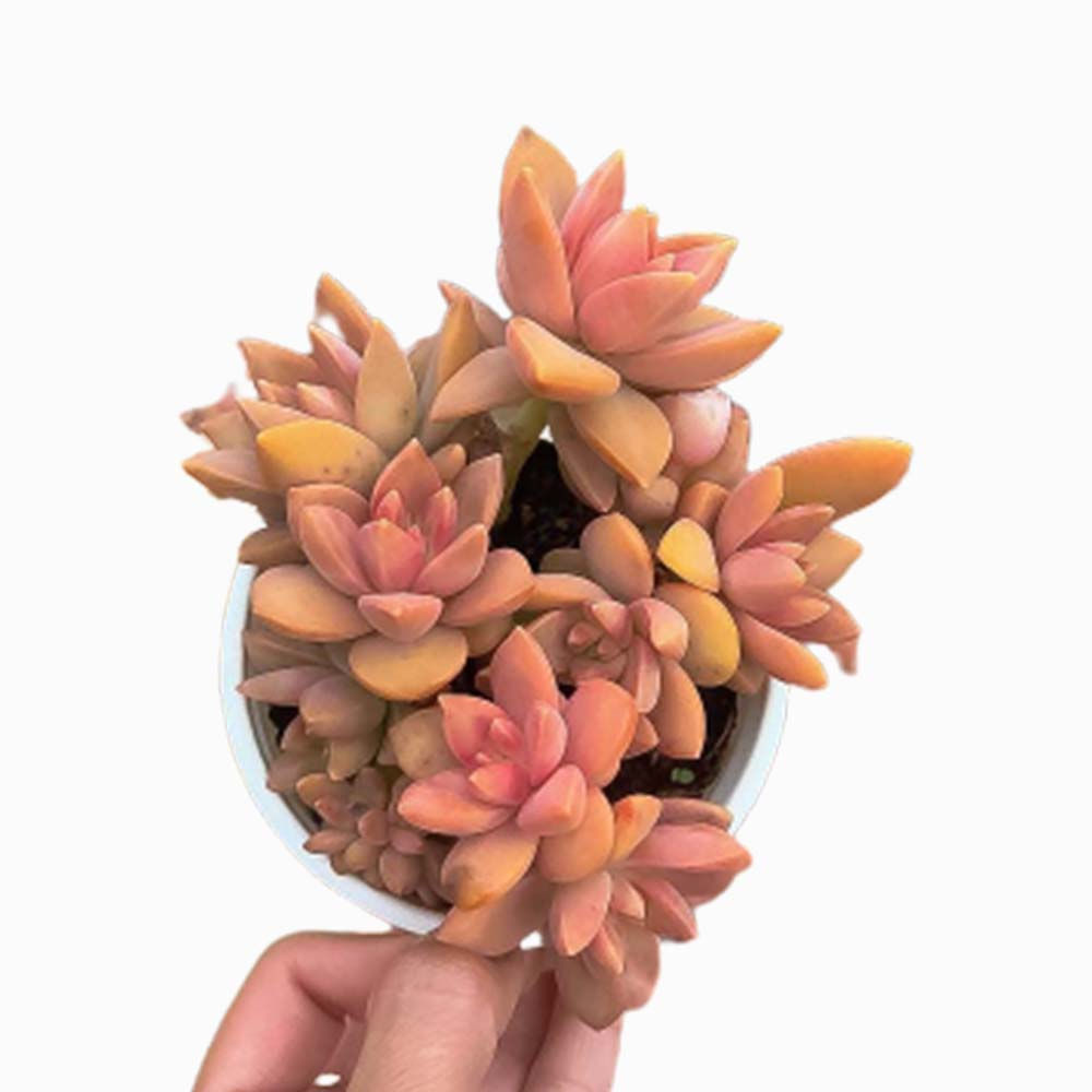 Sen đá cam đẹp màu dễ sống