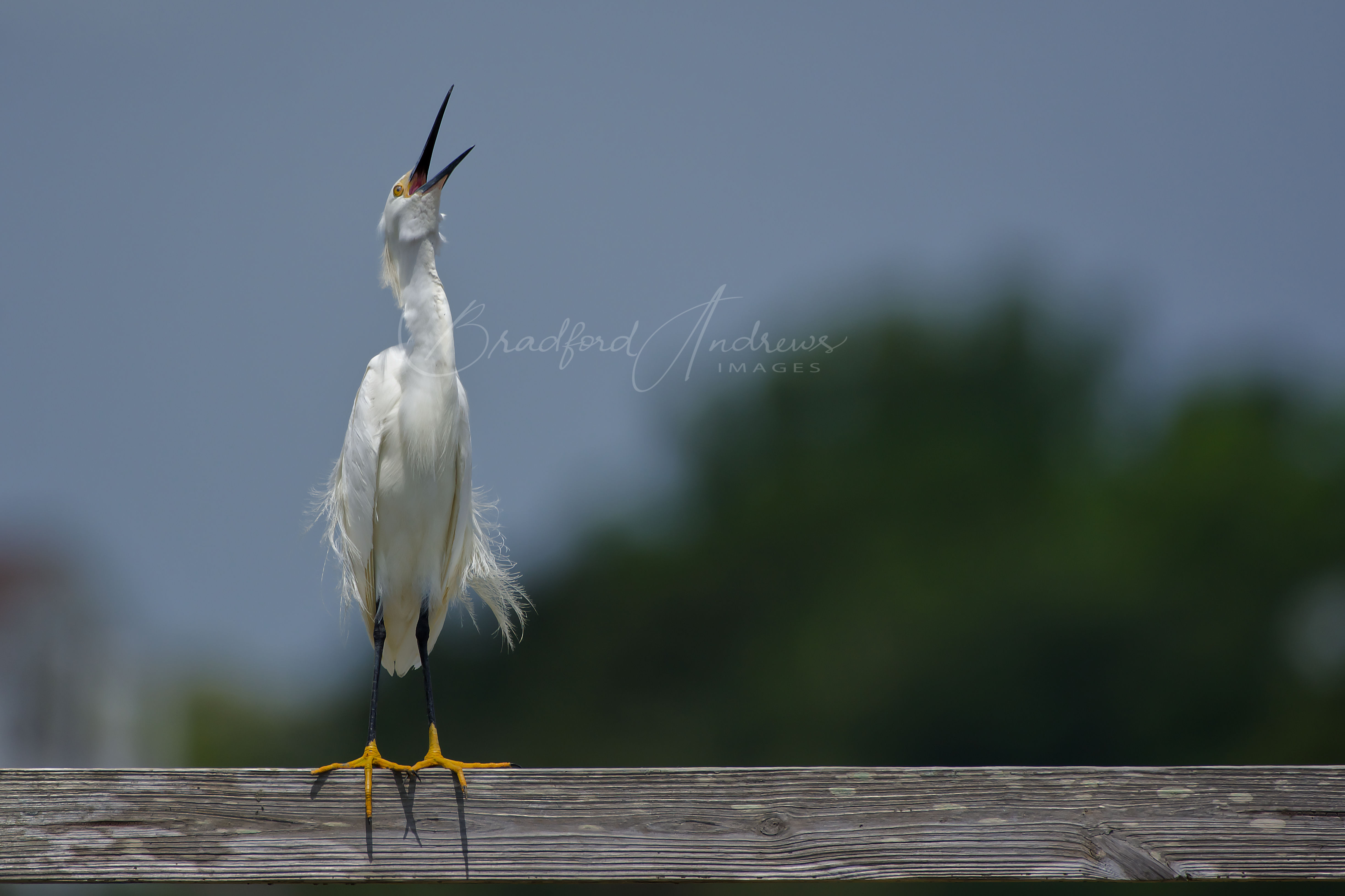 Snowy Egret- Sullivan's Island