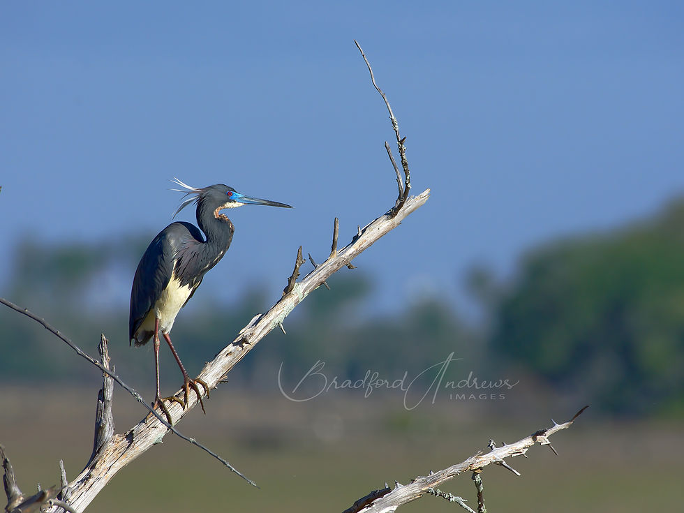 Tri-colored Heron- Mount Pleasant