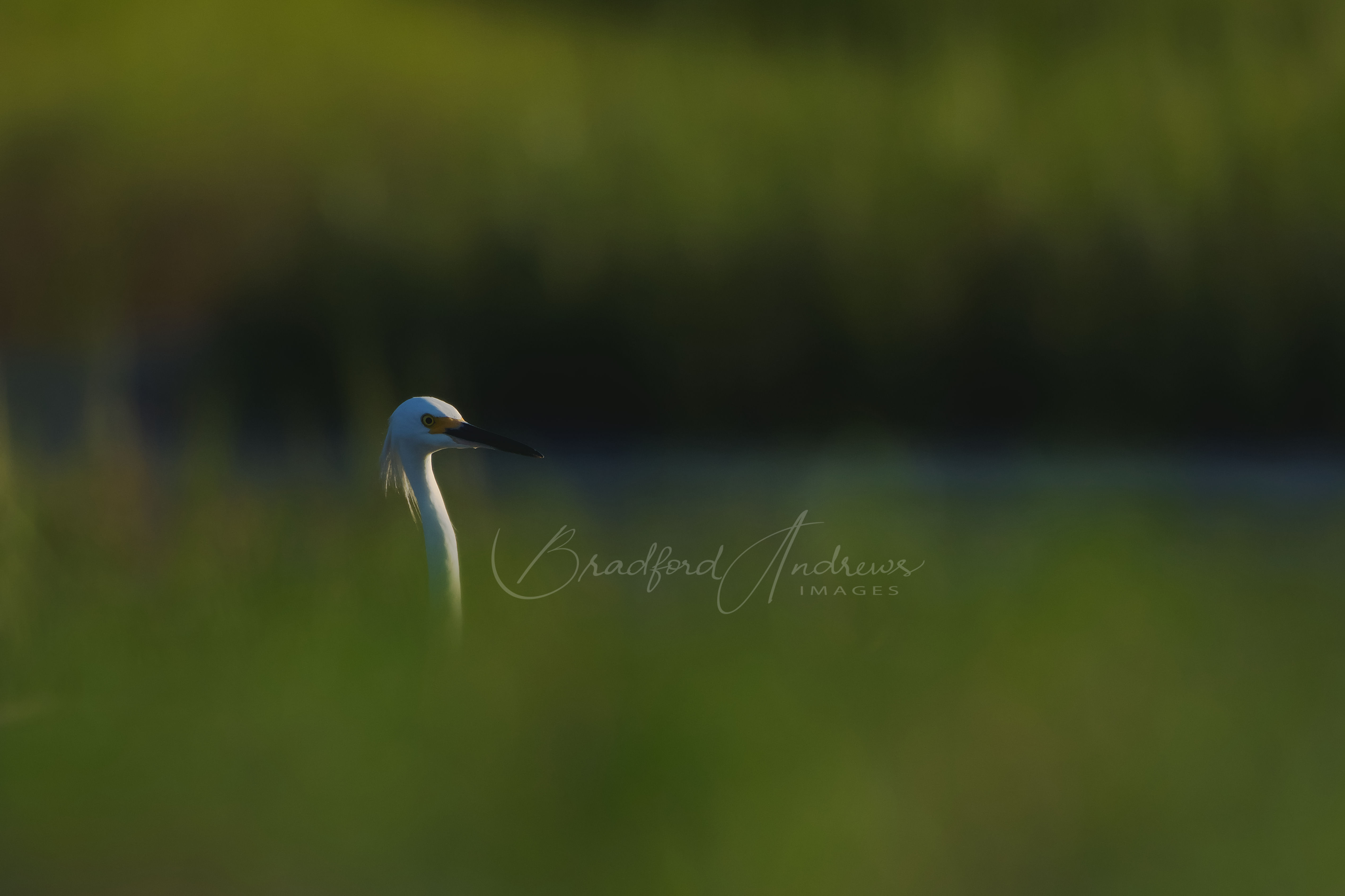 Snowy Egret- Hog Island, Mount Pleasant