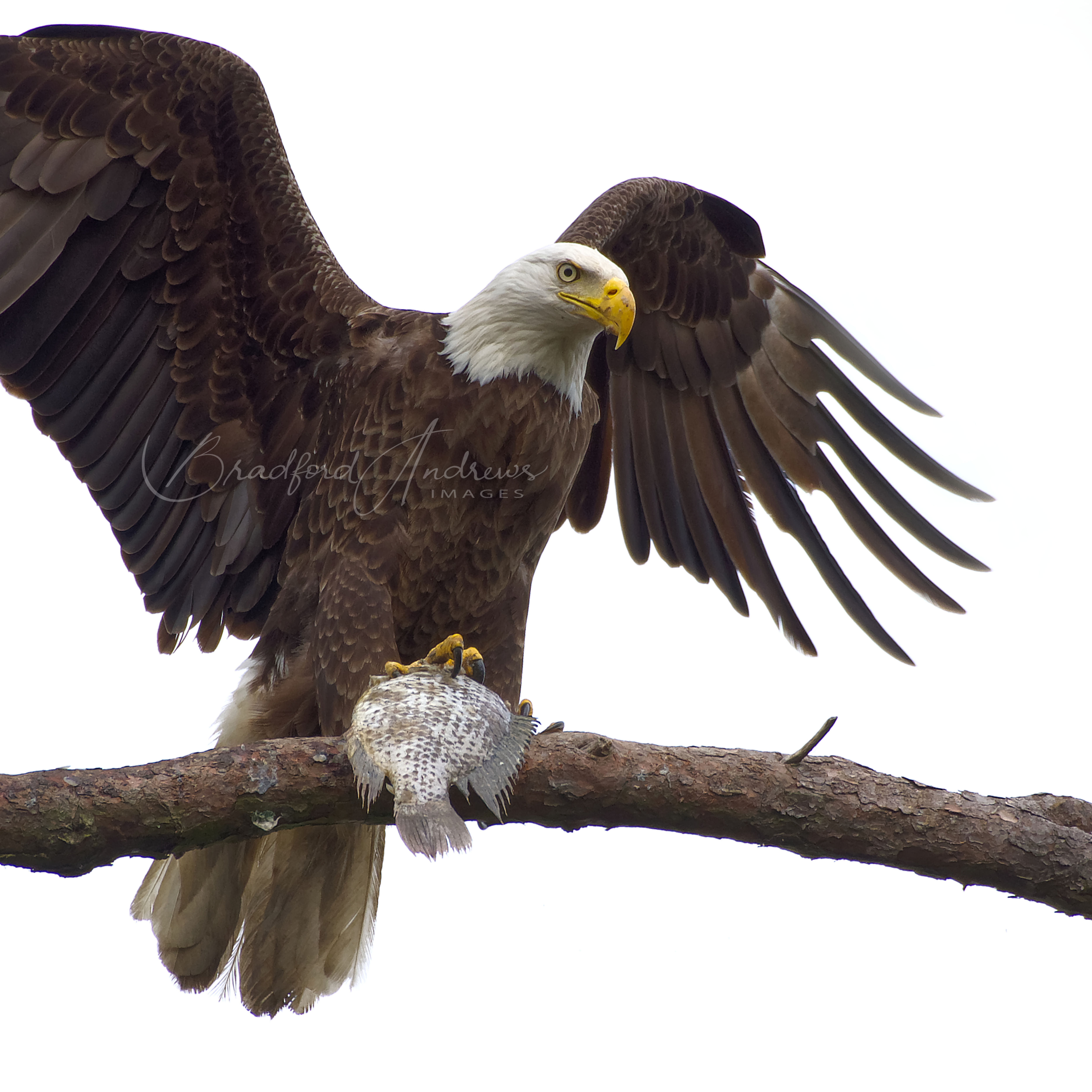 copy of Gloss Metal Print