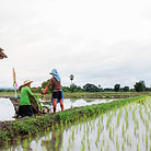 farmers-are-planting-rice-on-field-P9GJW