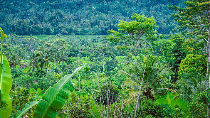 jungle-in-sidemen-bali-indonesia-5DLP92Y
