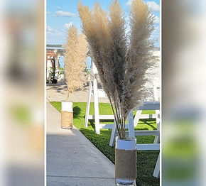 Pampas Grass with Glass Cylinder