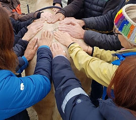 Mehrere Pfersonen haben ihre Hände auf den Rücken eines Pferdes gelegt