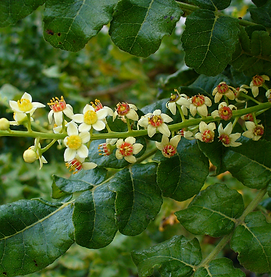 Boswellia
