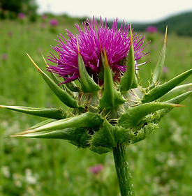 Milk Thistle
