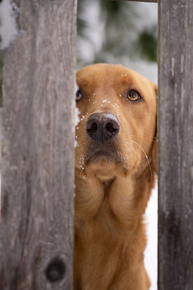 Ellie fence 2 (1 of 1).jpg
