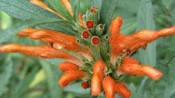 Foto©Judith Trausenegger_florales