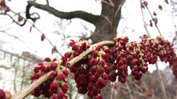 Foto©Judith Trausenegger_florales