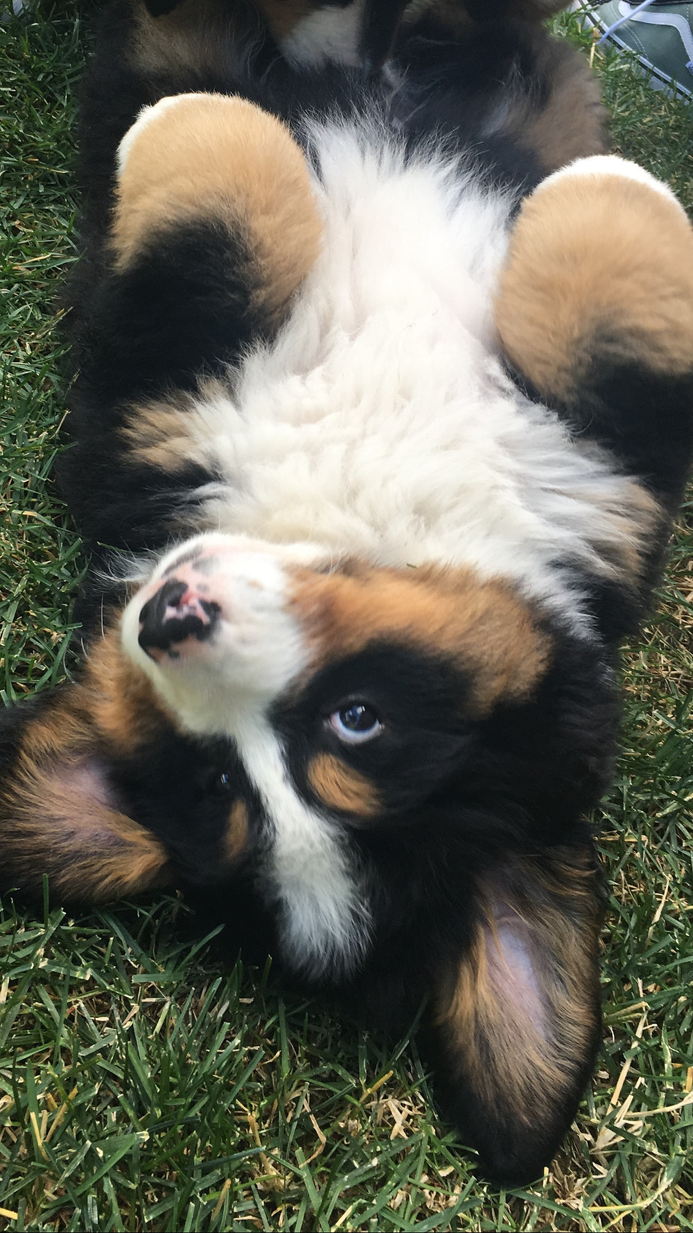 Our new puppy Rush