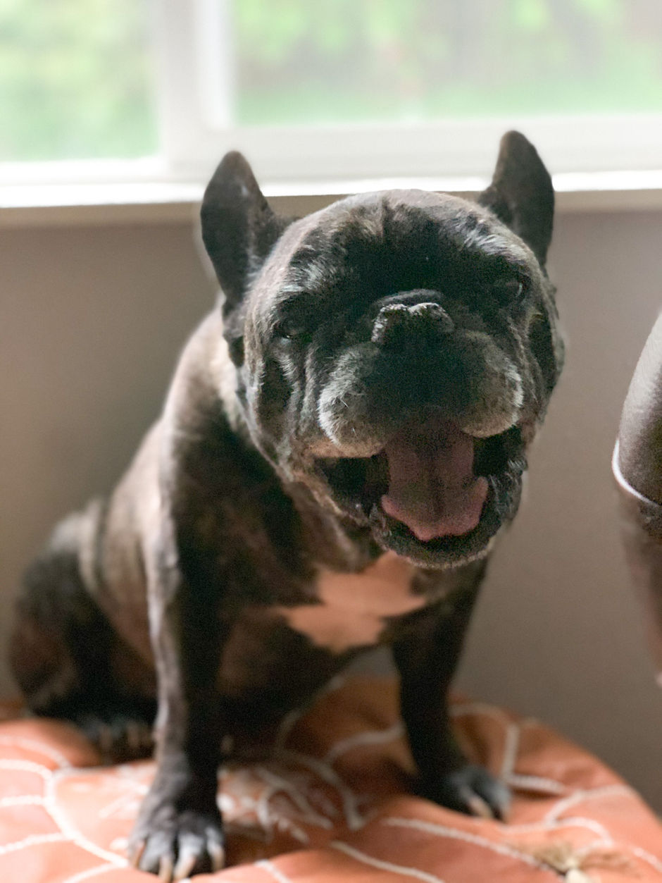 Koa: A lesson in Reputable vs. Retail Rescue and Raw Feeding