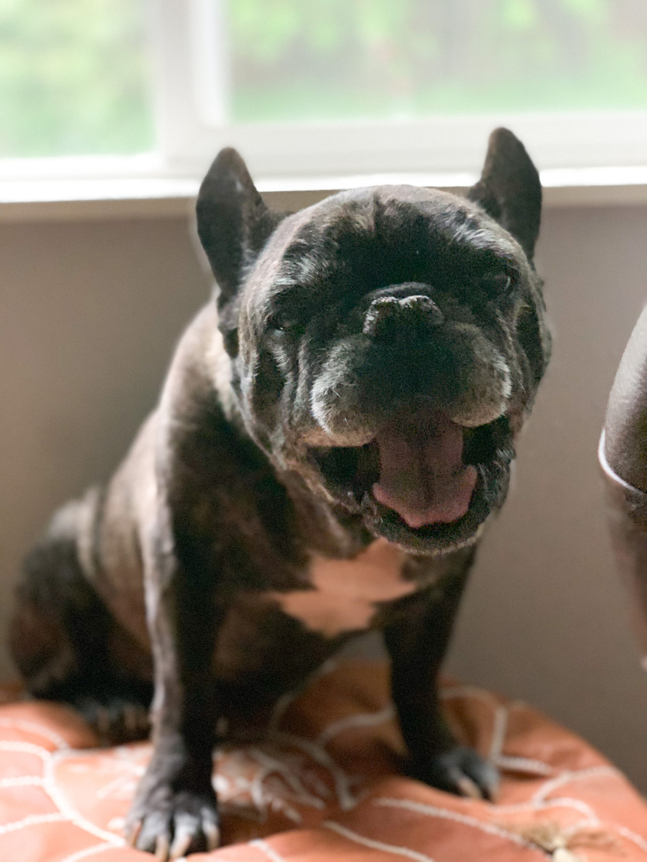Koa: A lesson in Reputable vs. Retail Rescue and Raw Feeding